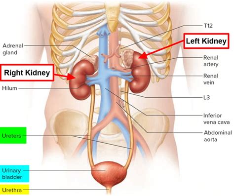 Flank pain cause - left flank pain causes and right flank pain causes