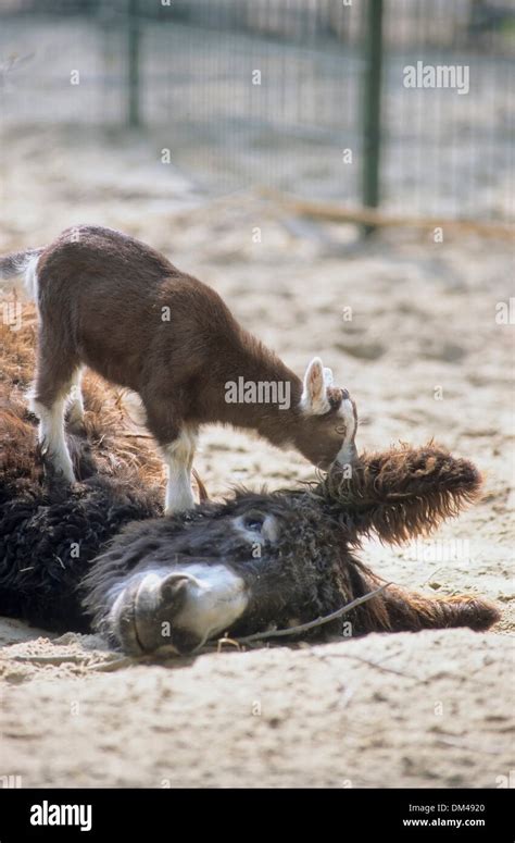 Poitou-giant-donkey with goat, Poitou donkeys, Baudet du Poitou ...