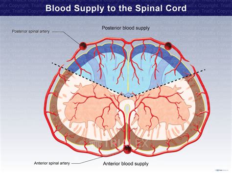 Blood Supply To The Spinal Cord Trialquest Inc