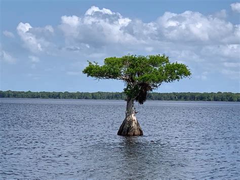 Cypress Trees Blue Cypress Lake