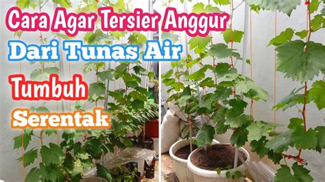 Cara Agar Tersier Anggur Dari Tunas Air Tumbuh Serentak Youtube