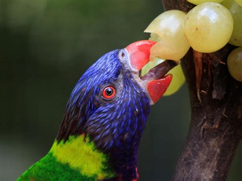 Rainbow Lorikeet Bird Facts Trichoglossus Moluccanus Bird Fact