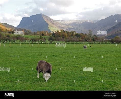 Landscape With Grazing Herdwick Sheep And Fleetwith Pike At Buttermere