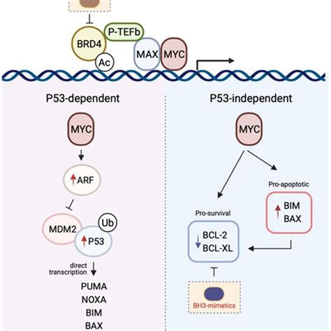 The Mechanisms By Which MYC Induces Apoptosis The P53 Dependent