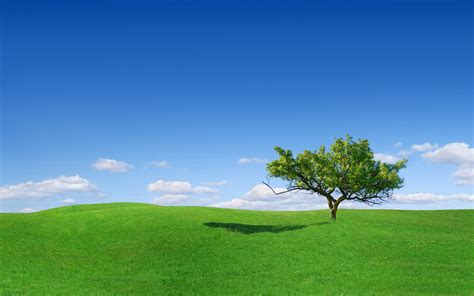 Green Grass Landscape Alone Tree HD Wallpaper Rare Gallery