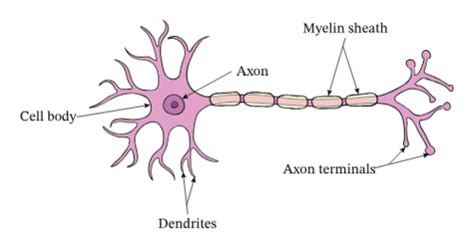 Biological Psychology Flashcards Quizlet