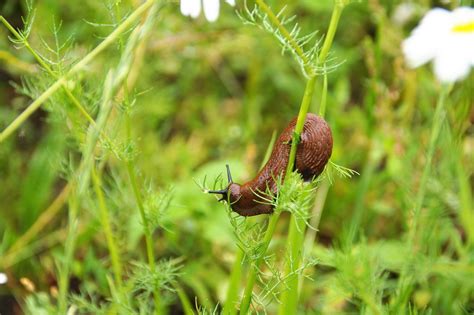 Slug Snail Naked Free Photo On Pixabay Pixabay