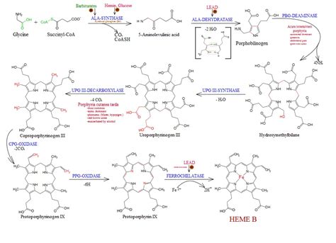 Heme Synthesis Synthesis Of Porphyrin Molecule