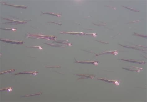 Northern Anchovy - Bowen Island Conservancy