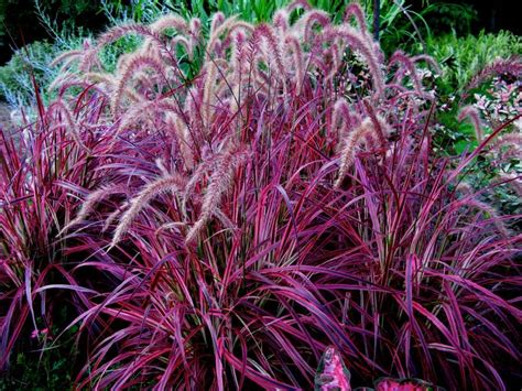 Pennisetum Setaceum Rubrum Fireworks Variegated Purple Fountain Grass