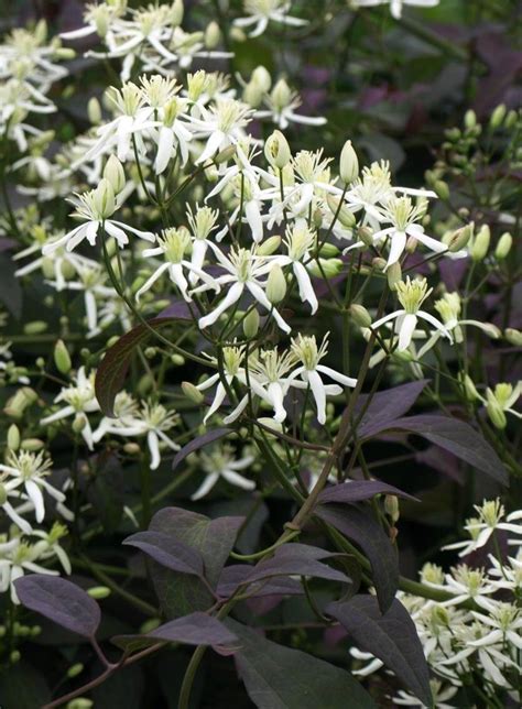 Powojnik Prosty Purpurea Clematis Recta Purpurea DostĘpny Po 15