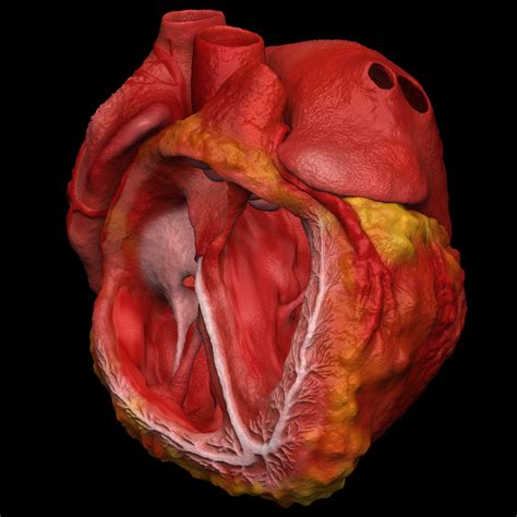 Human Heart Animation