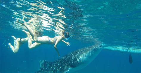 Oslob Whale Shark Snorkeling Island Hopping To Sumilon Getyourguide