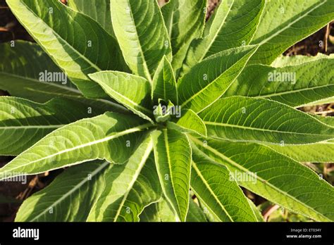 Green Leaves Coorg Madikeri Hill Station Kodagu District