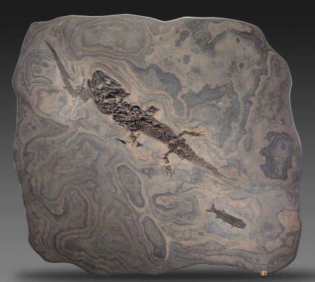 Stunning Rare Amphibian Fossil up for Auction