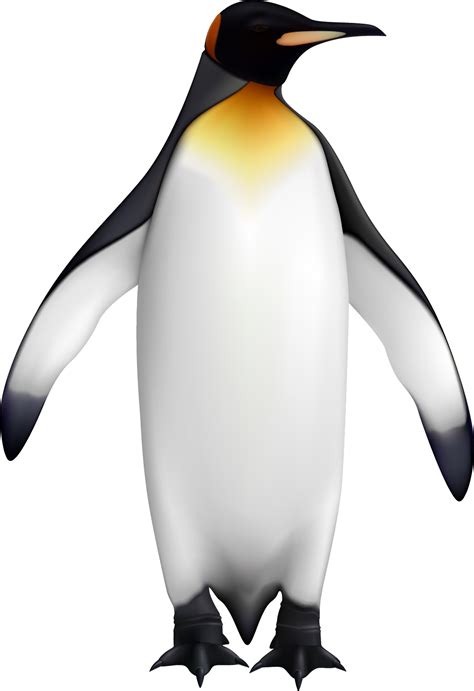 King Penguin Bird Png File Png All