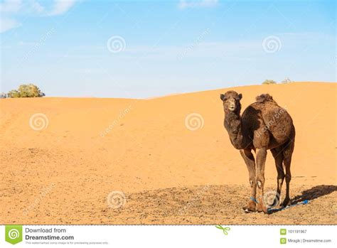 Camelo Em Dunas De Areia De Chebbi Do Erg Perto De Merzouga Marrocos