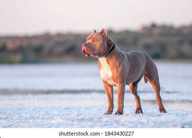 4 Pitbull Free Photos and Images | picjumbo