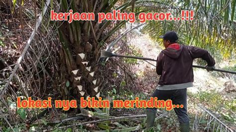 Bikin Merinding Lokasi Pruning Nya Petanisawit Pruningsawit Youtube