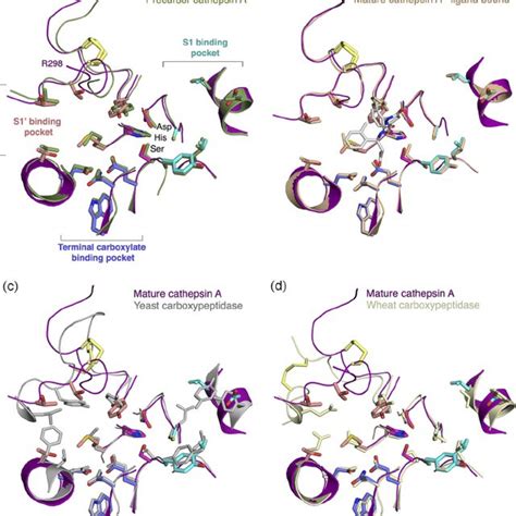 The Active Site Residues In The Structure Of Mature Cathepsin A Are