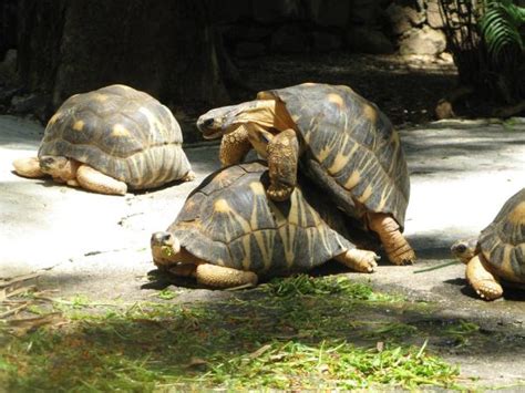 La Reproducción De Las Tortugas