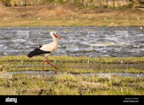 White Stork Walking Hi Res Stock Photography And Images Alamy