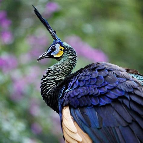 Get To Know The Peafowl Peacock Of Indonesia Taman Safari Bali