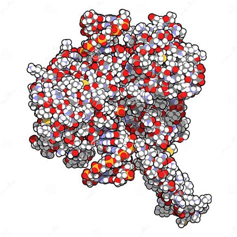 Topoisomerase I Topo I Dna Binding Enzyme Target Of A Number Of