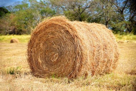 Hay Bale Stock Image Image Of Agricultural Farming 81943299