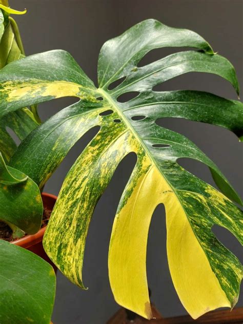 Monstera deliciosa aurea variegata Costela de Adão