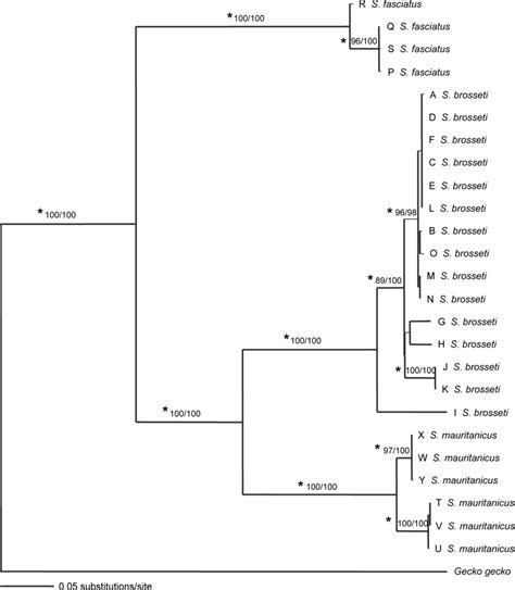 Tree Derived From A Ml Analysis Of Combined 12s Rrna And Nd4 Fragments