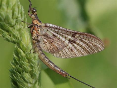 Ephemera Vulgata Global Flyfisher