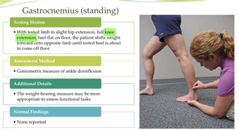 Ankle Muscle Length Testing Flashcards Quizlet