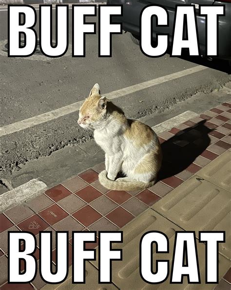 Buff Cat Rtoekans