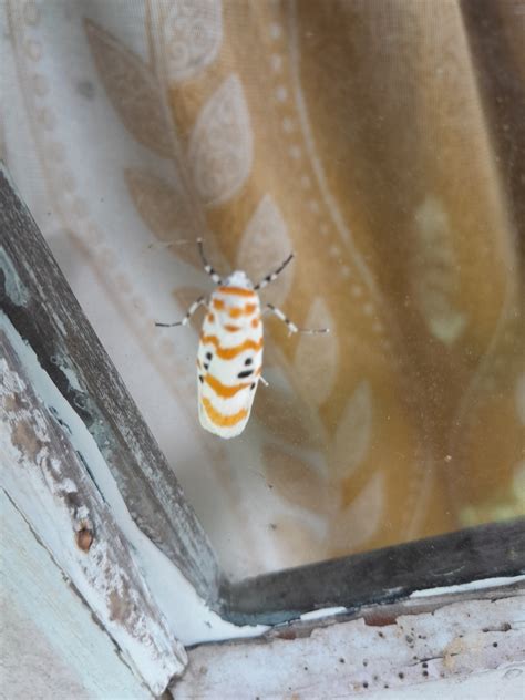 Winged And Once Winged Insects From West Sikkim IN SK IN On September