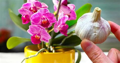 Warum Ist Es Sinnvoll Ihrer Orchidee Knoblauch Zu Geben Ideen Und Tipps