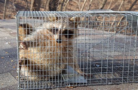 An In Depth Look At Wildlife Removal Techniques Modern Wildlife Control