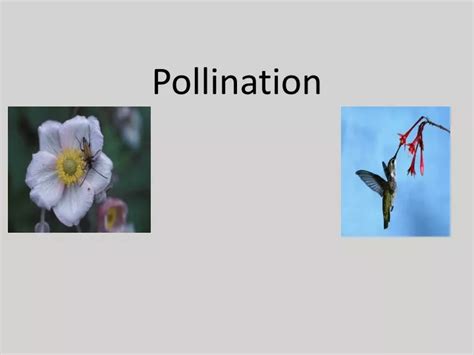 Ppt Pollination Powerpoint Presentation Free Download Id9619694