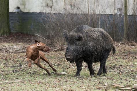 Hunting Dog Chasing Wild Boar Stock Photo - Image of hunt, boar: 44868928