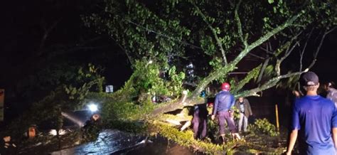 Bogor Diguyur Hujan Deras Pohon Besar Di Ciomas Tumbang Okezone