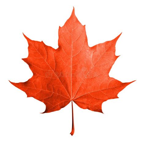 Red Maple Leaf Isolated Stock Photo Image Of Isolated