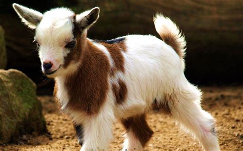 Cute Goat Desktop Wallpapers - Top Free Cute Goat Desktop Backgrounds ...