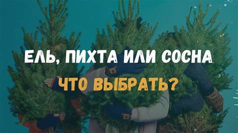 Статьи сообщества Живые елки с доставкой | Ёлочный базар в Уфе | ВКонтакте