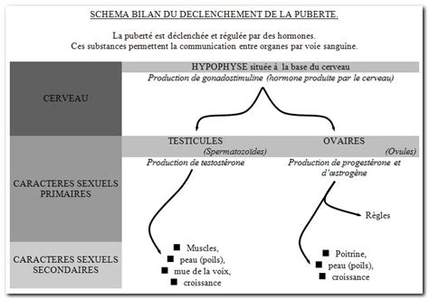 Svt Schéma Bilan De La Commande Des Caractères Sexuels