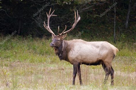 Bull Elk — Stock Photo © Jilllang 8461557