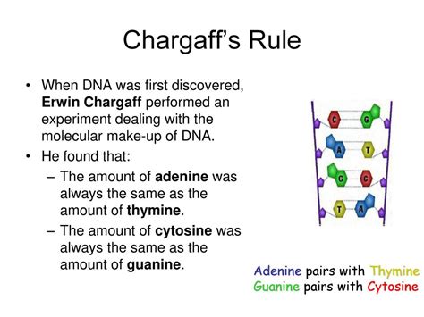 Erwin Chargaff Experiment