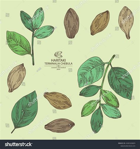 Collection Terminalia Chebula Terminalia Chebula Plant Stock Vector