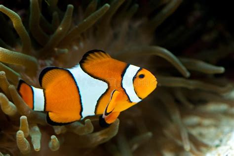 Nemo Stock Image Image Of Trade Reef Anemonefish Oceans 33540173