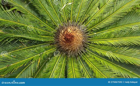 Cycads Are Naked Seeded Meaning Their Unfertilize Seeds Are Open To The