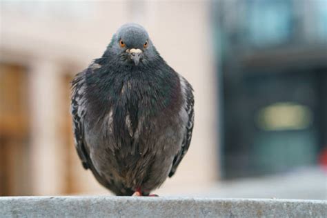 Pigeon Funny Stock Photos, Pictures & Royalty-Free Images - iStock